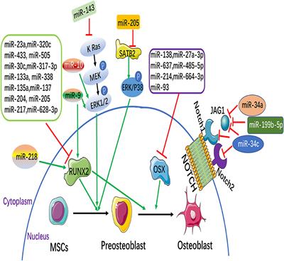 MicroRNAs Regulation in Osteogenic Differentiation of Mesenchymal Stem Cells